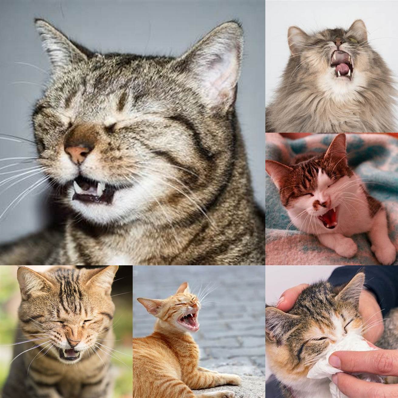 Image of a cat sneezing