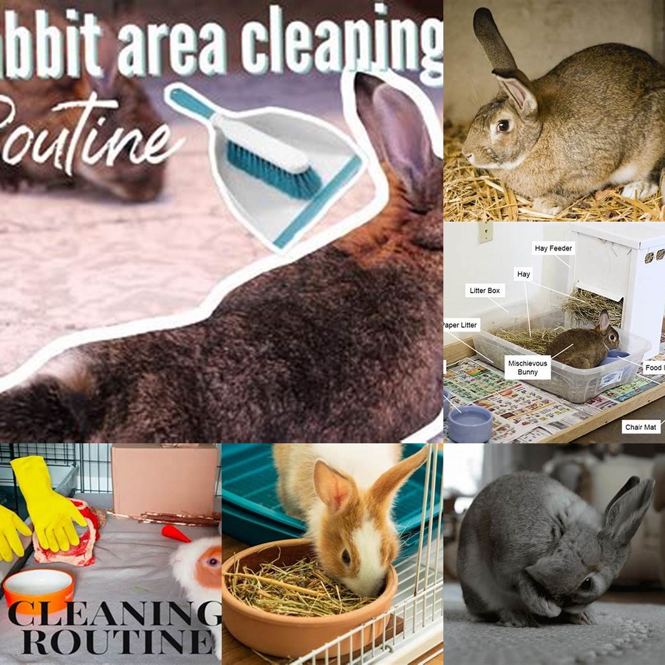Image of a clean rabbit living area