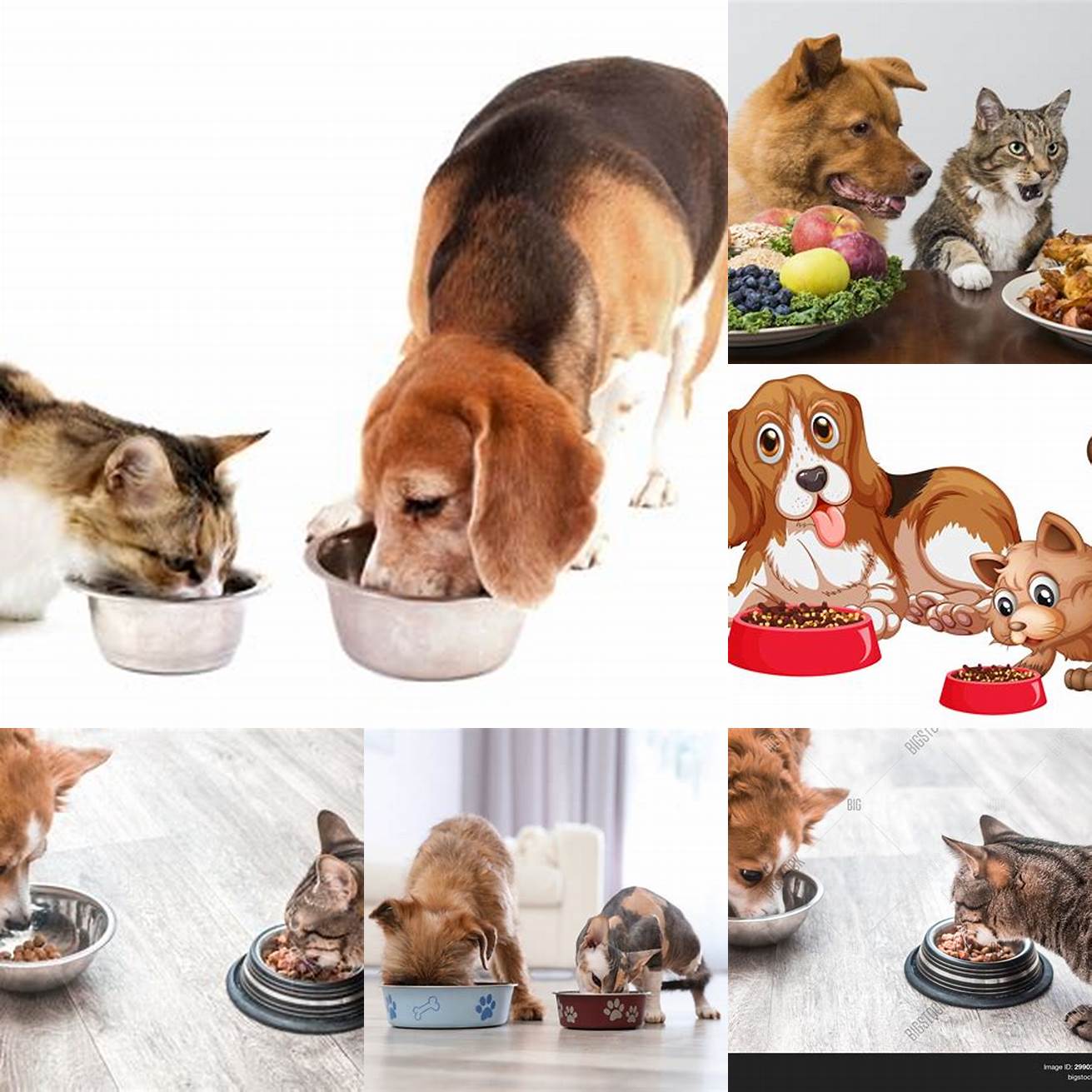 Image of a dog and cat eating together