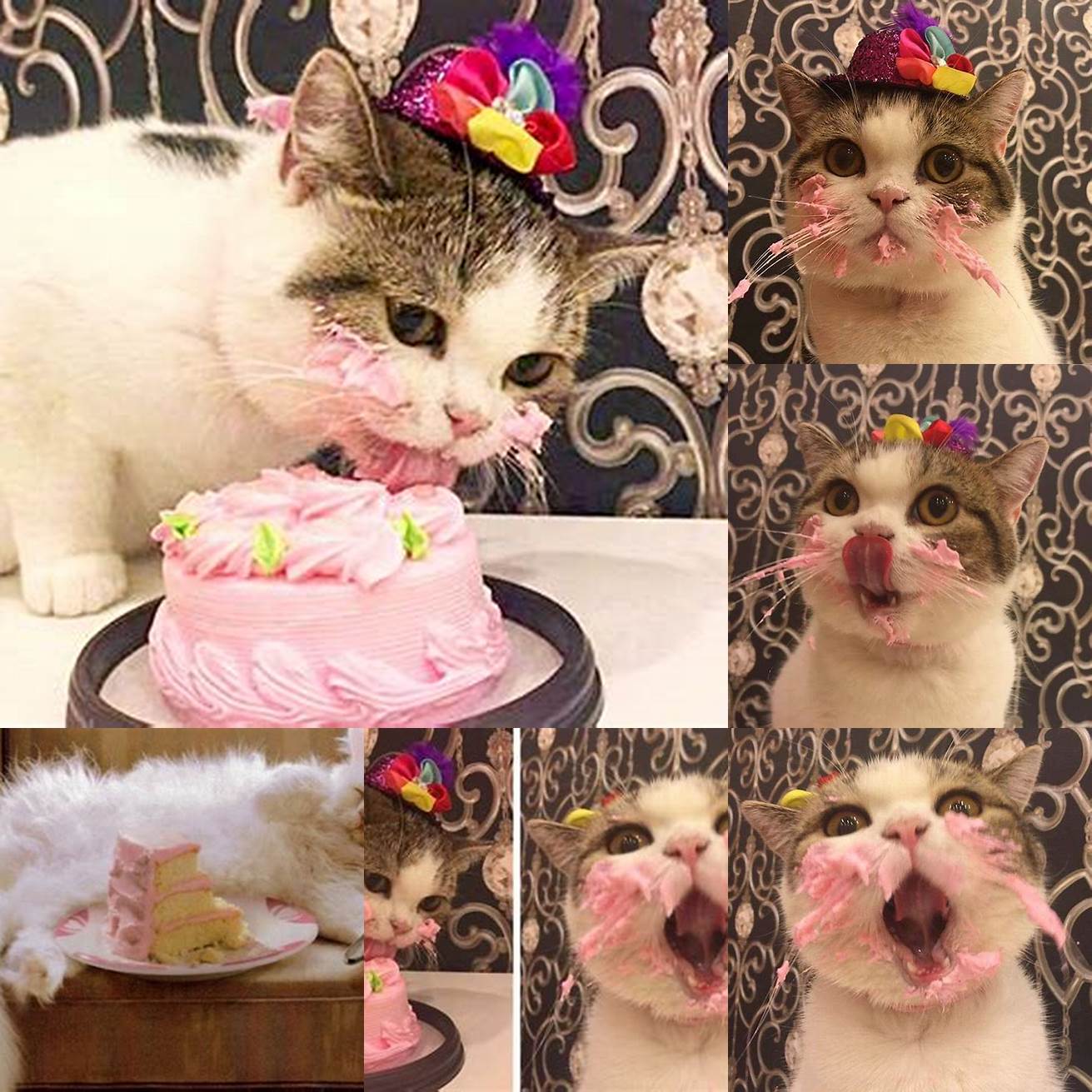 Image of a happy cat eating the cake