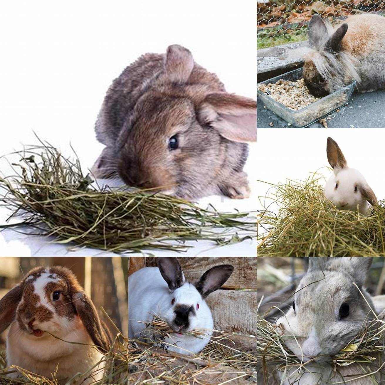 Image of a rabbit eating hay