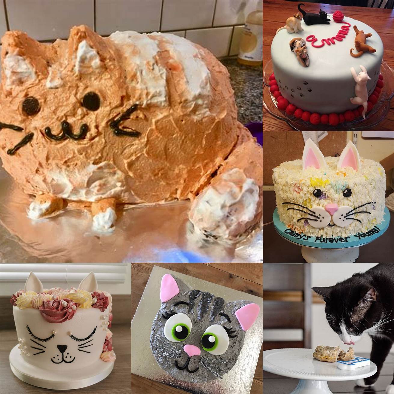 Image of the cat cake in the baking dish