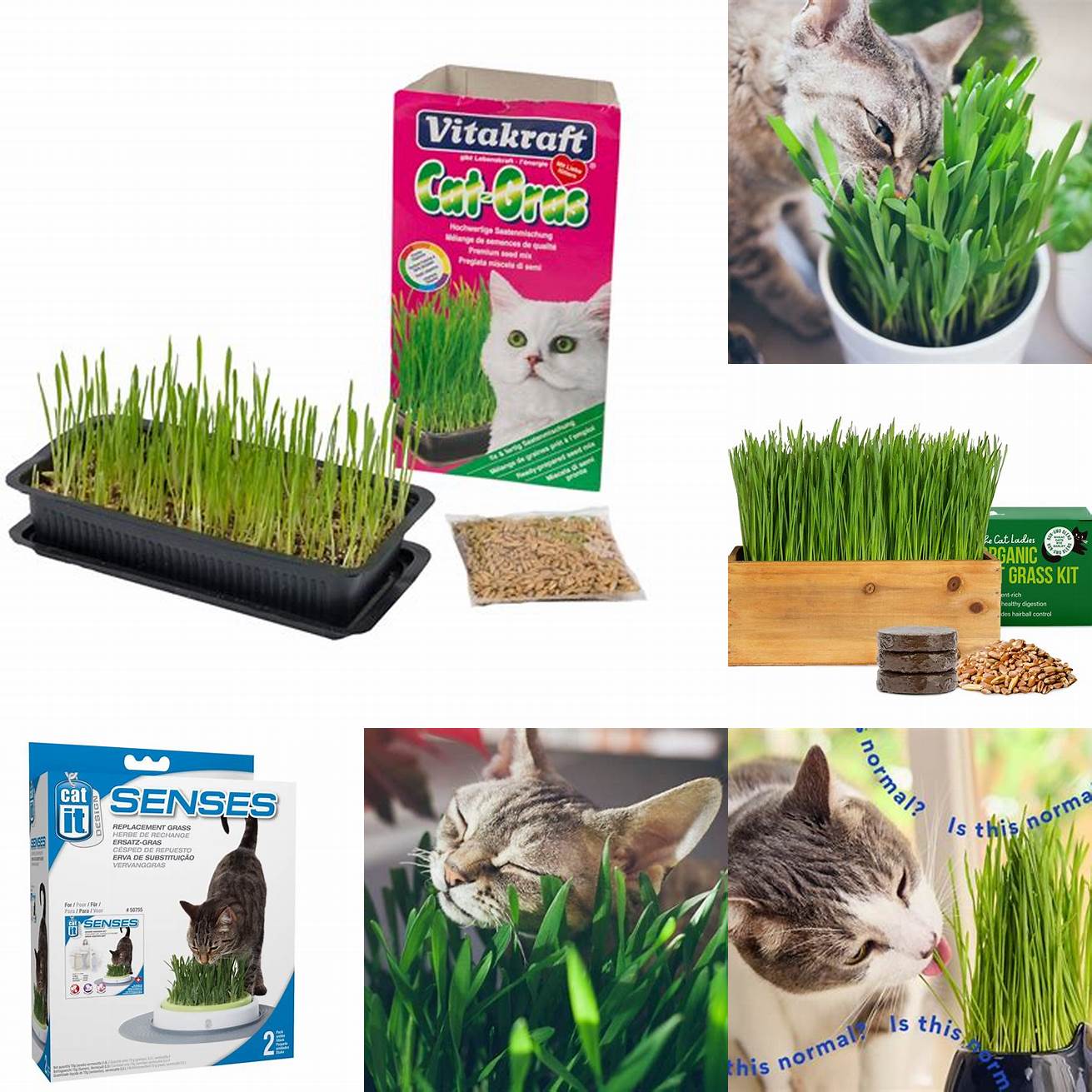 Improving digestion The fiber in cat grass helps regulate bowel movement and prevent hairballs from forming in your cats digestive system
