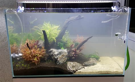 Inadequate Filtration Fish Tank Cloudy Water