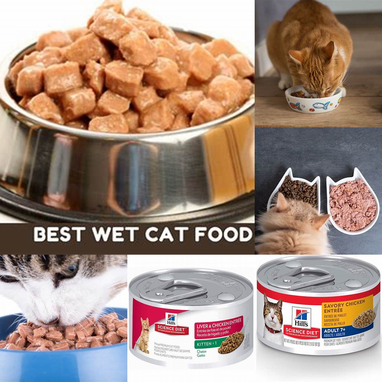 Incorporate wet food into your cats diet