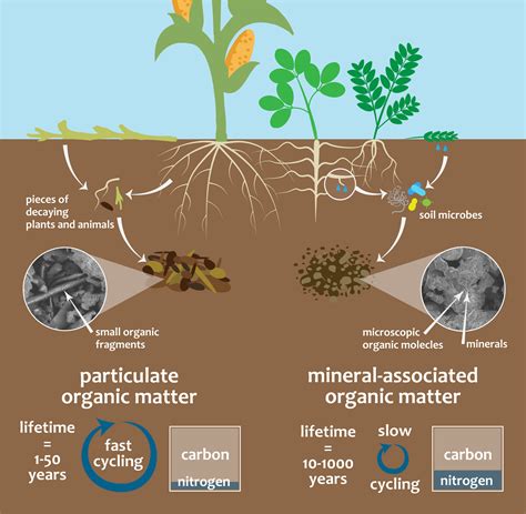 Increased Organic Matter in Soil