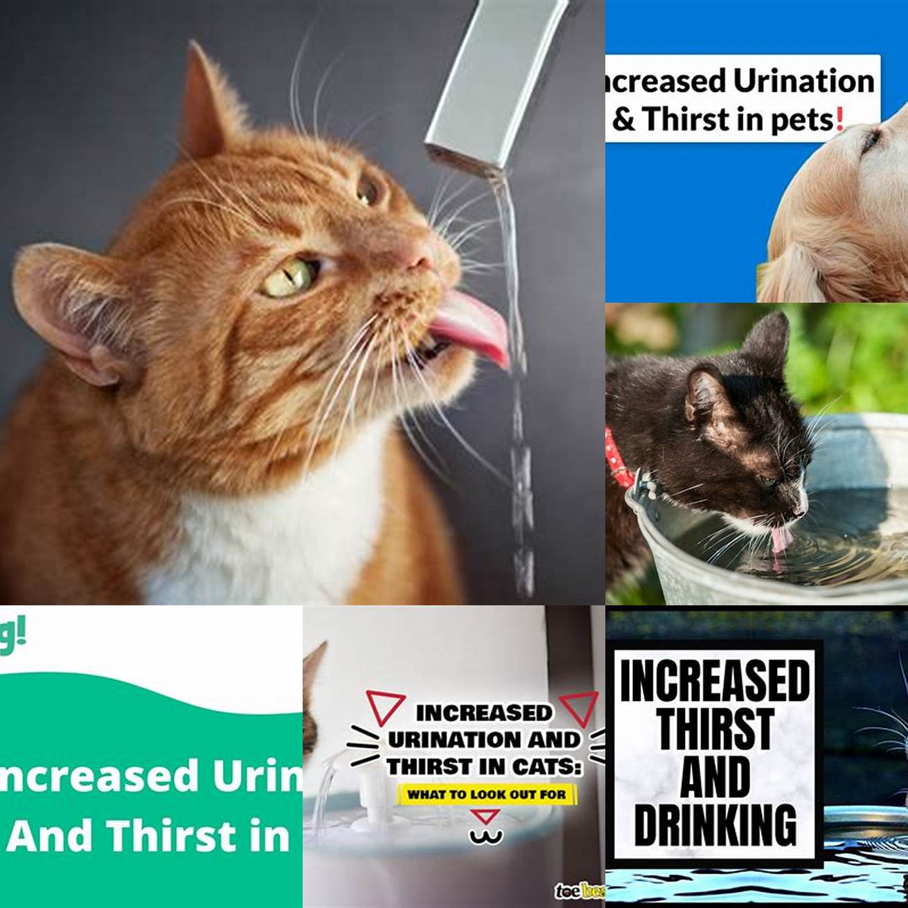 Increased Thirst and Urination