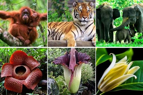 Indonesia Keanekaragaman Tumbuhan dan Hewan