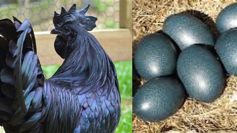 Indonesian Rooster Egg and Hen Egg