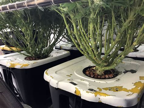 Hydroponic Growing Systems
