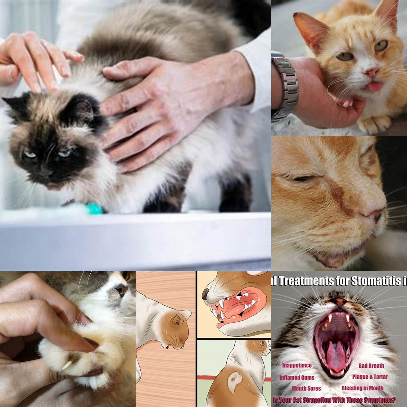 Infected cats saliva