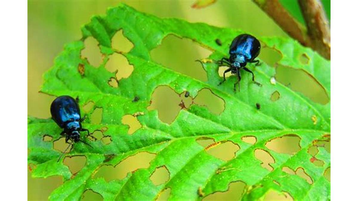 Insect pests on plants