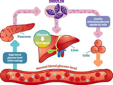 Insulin