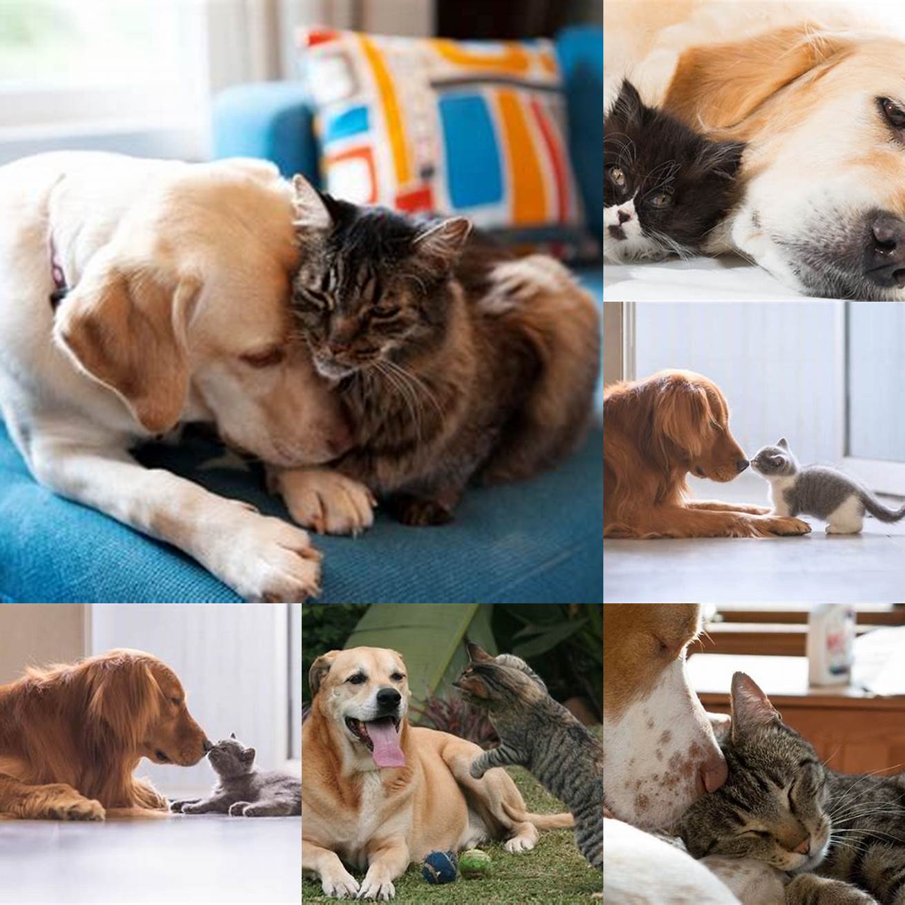 Introduce cats and dogs slowly and supervise their interactions