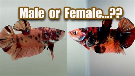 Introducing the Male and Female Bettas