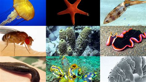 Invertebrata