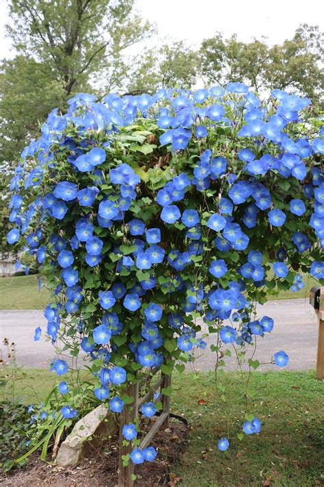 Ipomoea Heavenly Blue