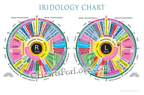 Iridology Chart Left Eye
