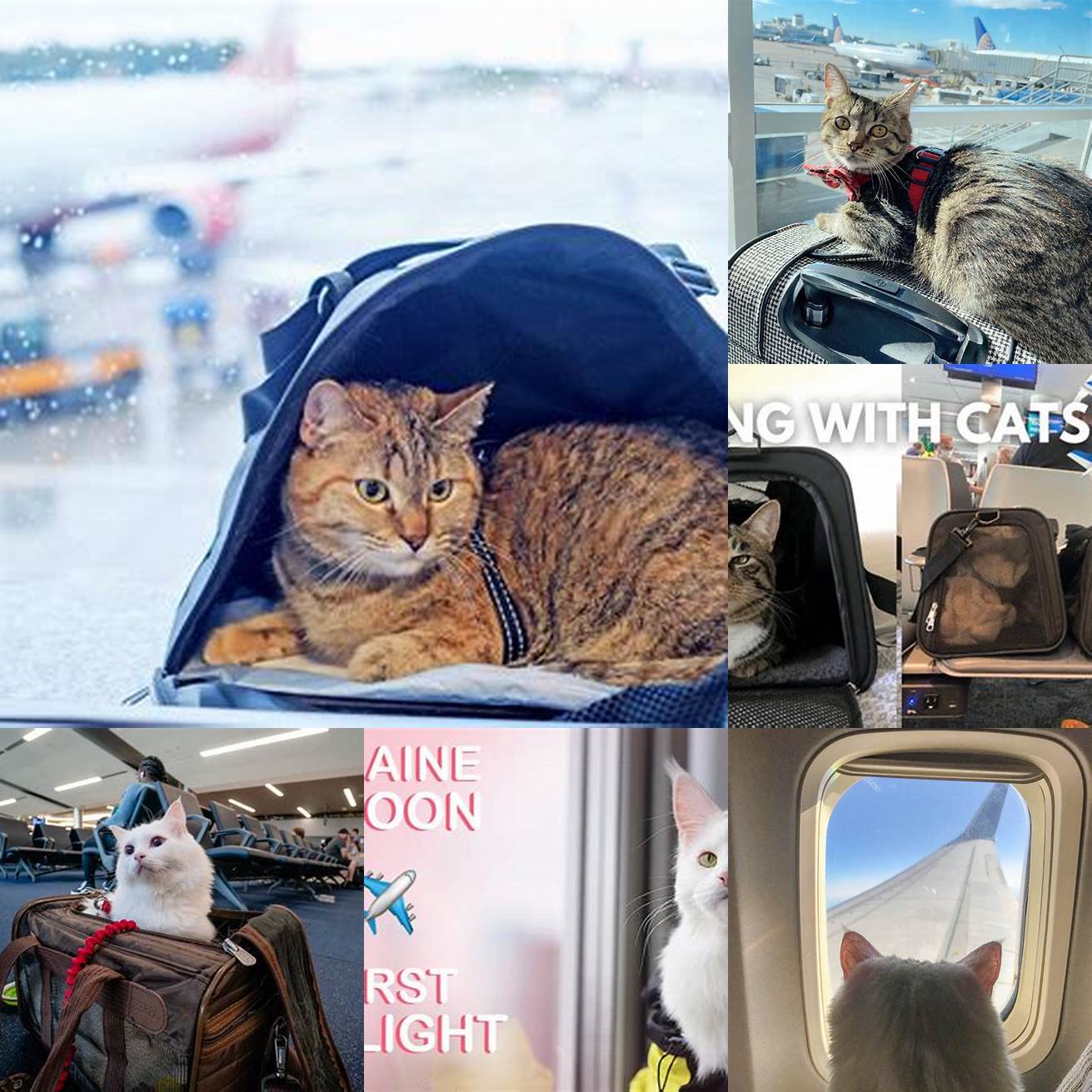 Is it Safe to Fly with a Cat