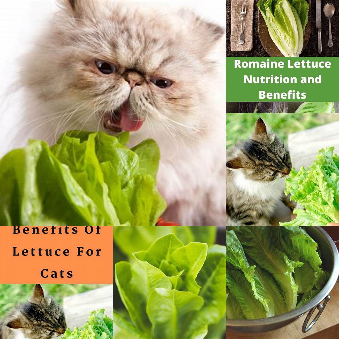 Is romaine lettuce nutritious for cats