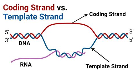 Is The Coding Strand The Template Strand