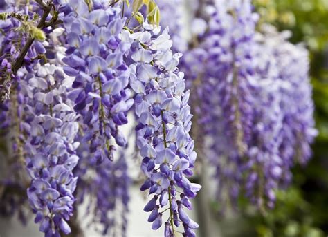 Is wisteria toxic to pets or children?