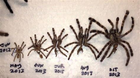 Jumping Spider Growth Chart