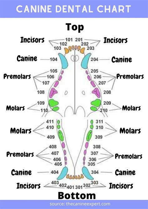 K9 Dental Chart