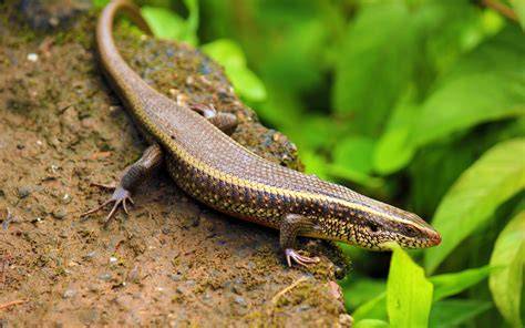 Kadal Skink
