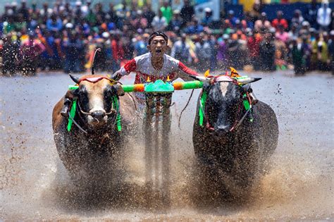 Karapan Sapi