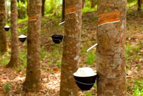 Kayu Pohon Karet Indonesia Untuk Pembuatan Papan Kayu