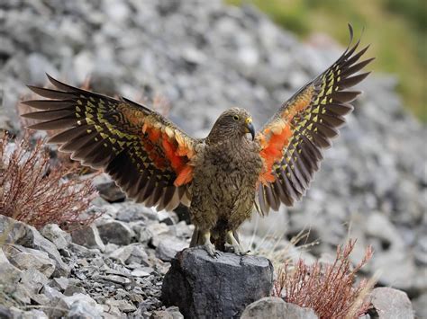 Kea