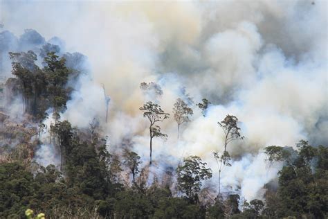 Kebakaran Hutan Indonesia