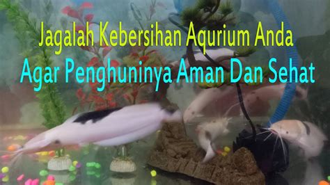 Kebersihan Air Aquarium