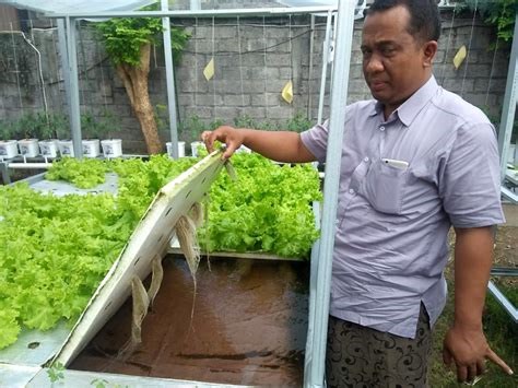 Kebersihan Hidroponik Indonesia