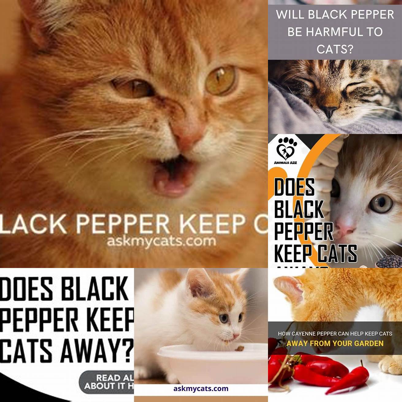 Keep Black Pepper Away from Your Cat