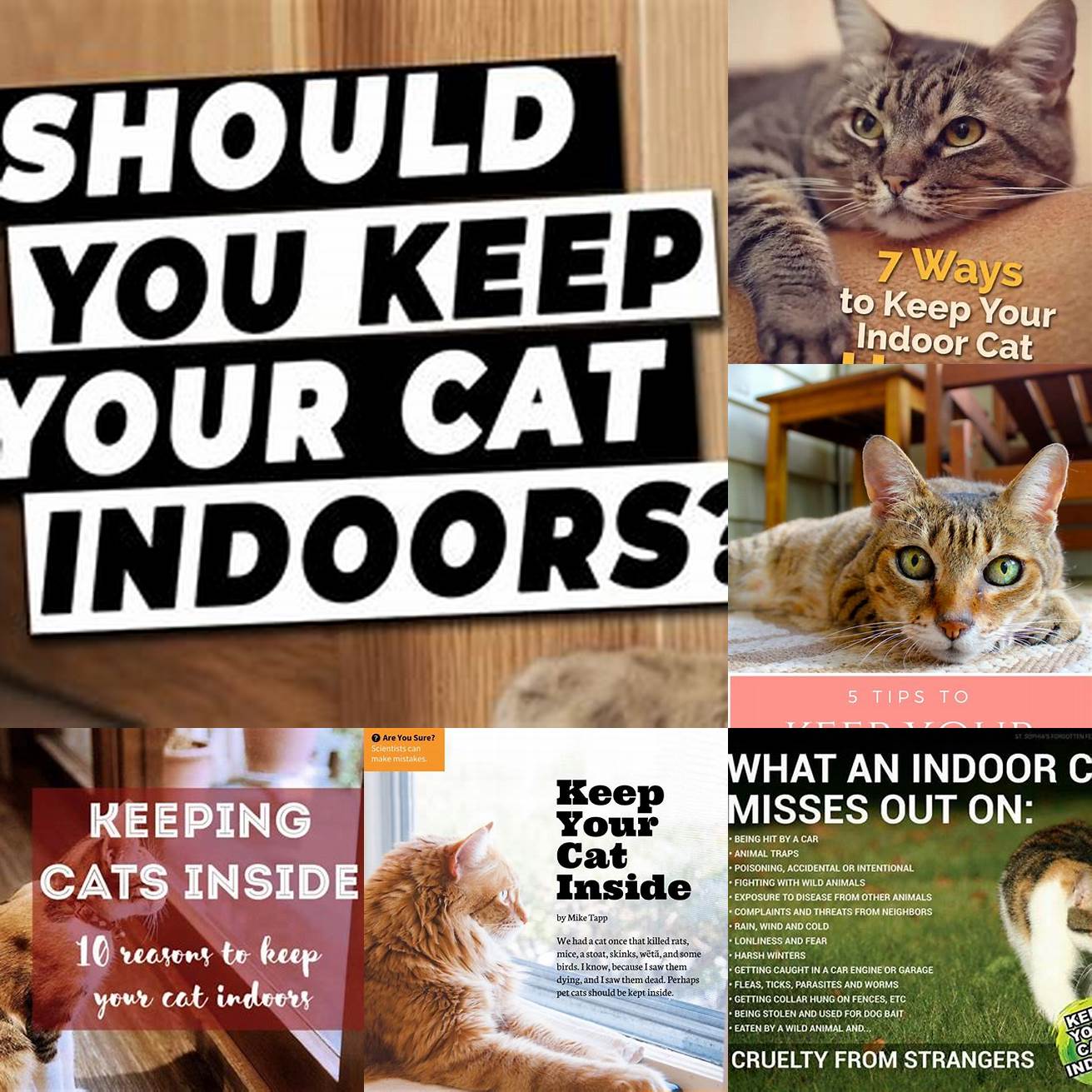 Keep Your Cat Indoors
