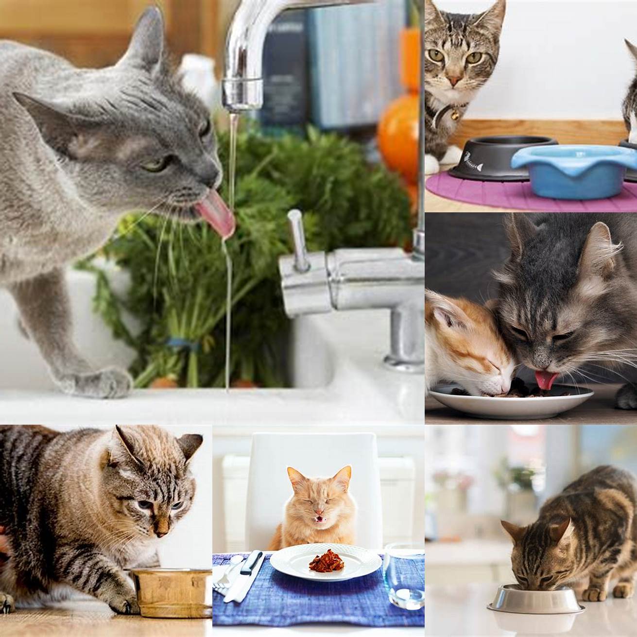 Keep an Eye on Your Cats Eating and Drinking Habits Monitor your cats eating and drinking habits If theyre not eating or drinking or if theyre vomiting contact your vet