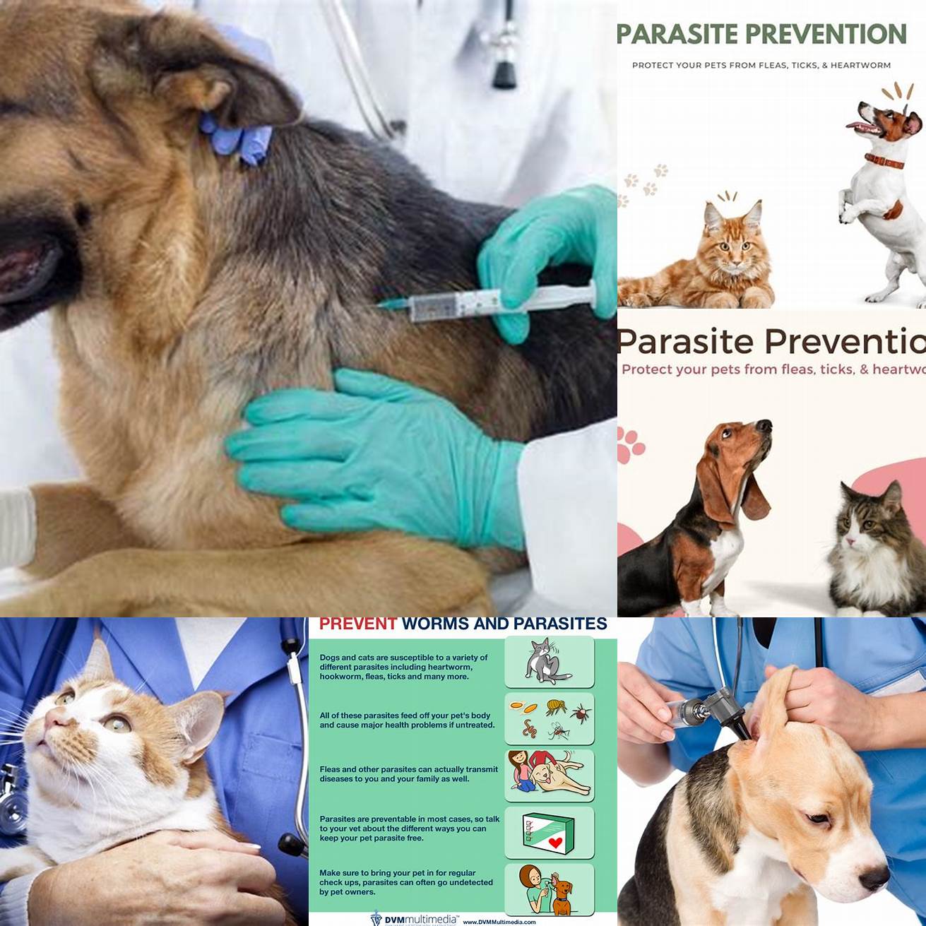Keep both pets up-to-date on their vaccinations and parasite prevention