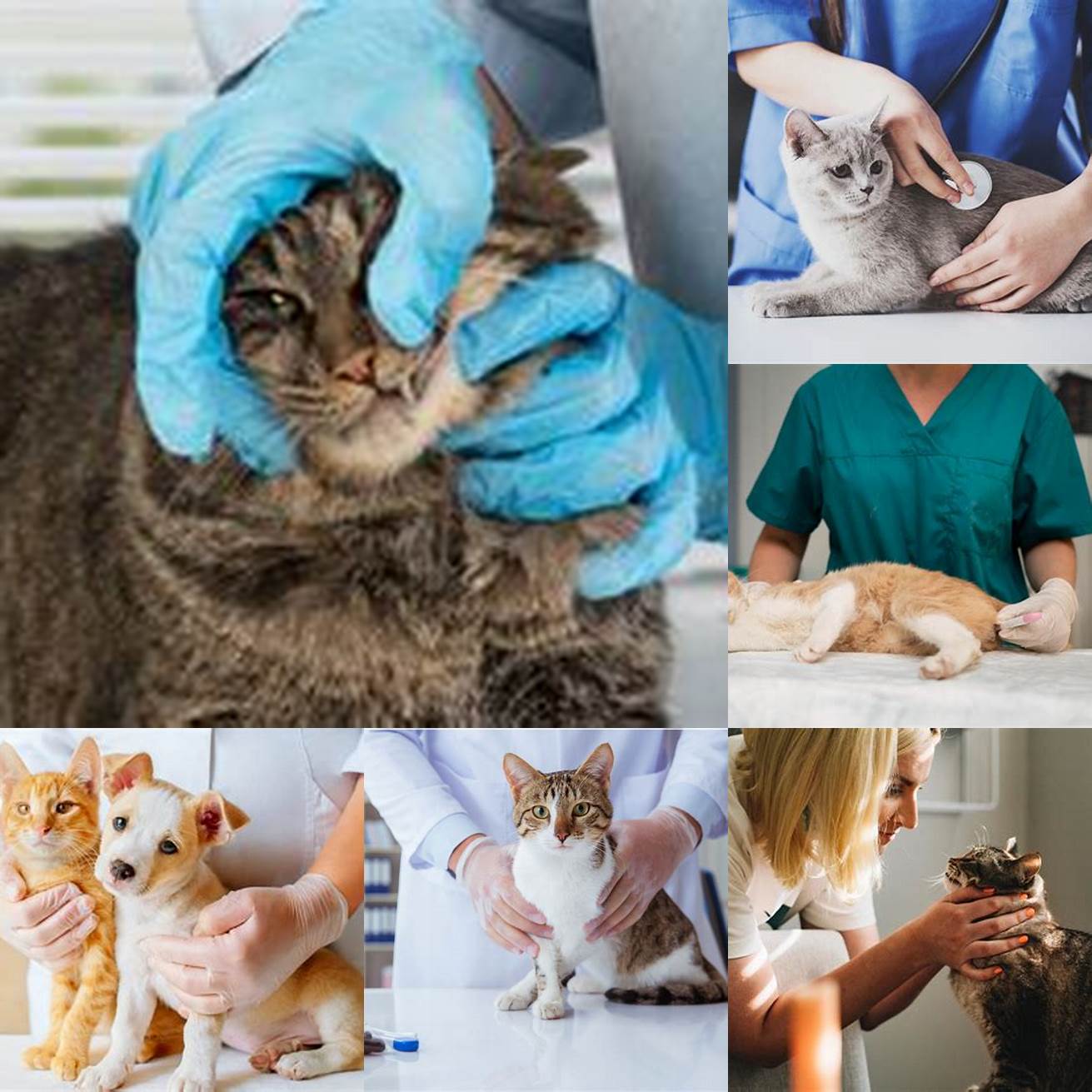 Keep up with regular veterinary check-ups