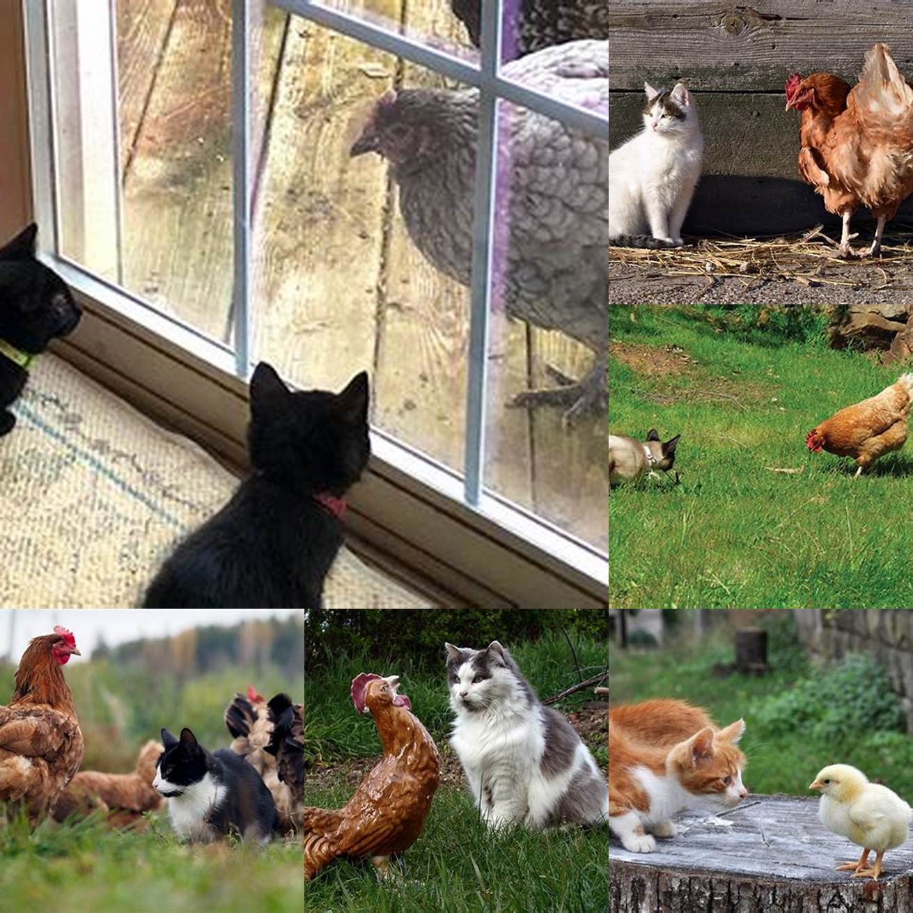 Keep your cat and chickens separated when necessary