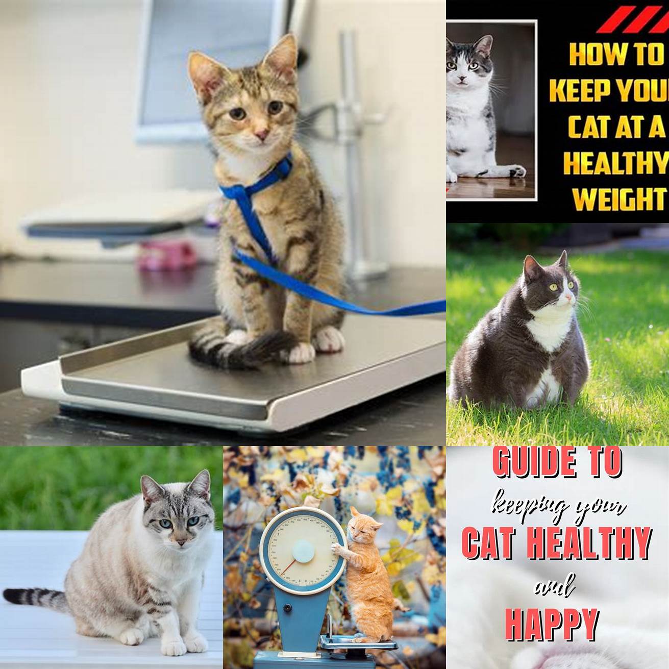 Keep your cat at a healthy weight