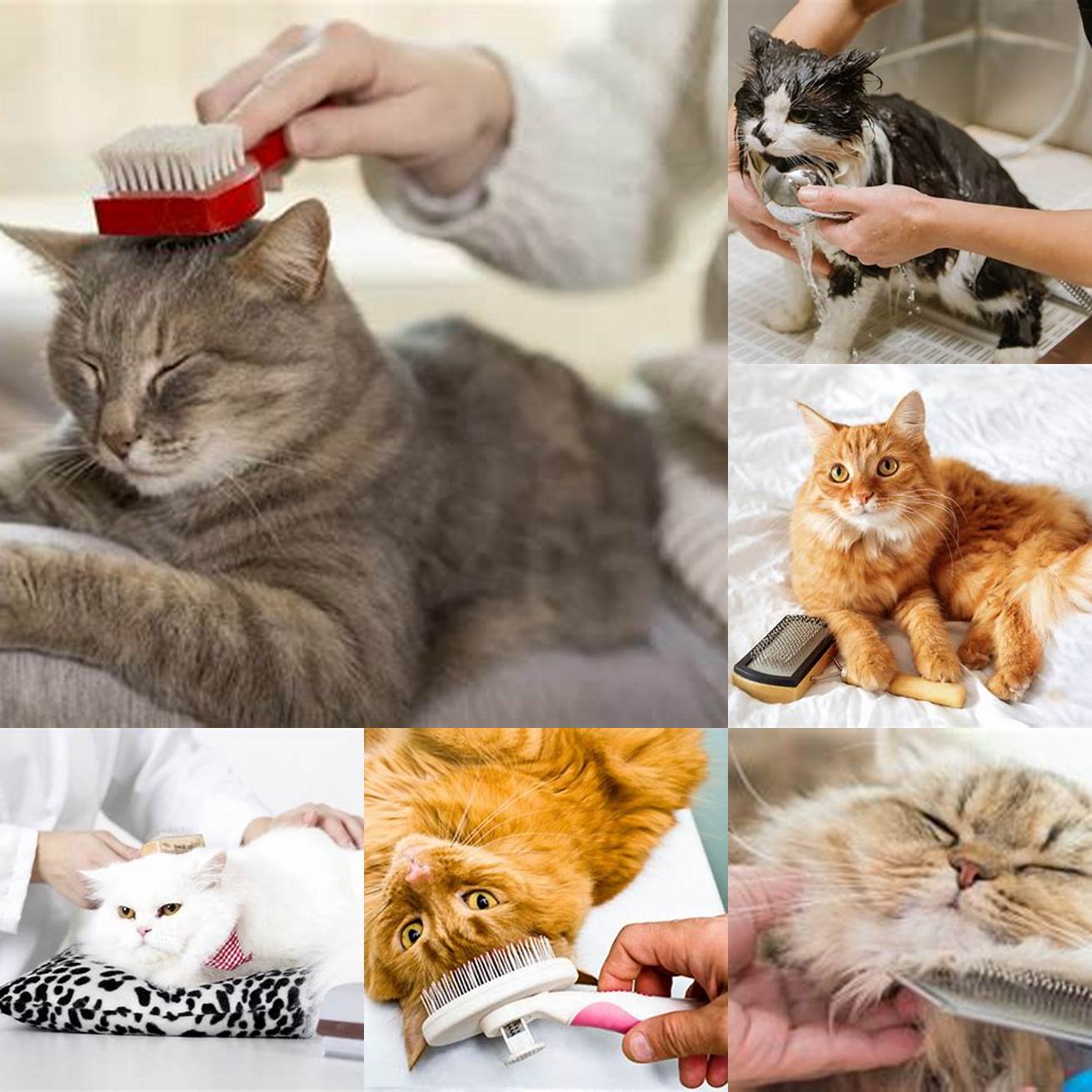 Keep your cat clean and well-groomed Regular grooming can help to prevent the spread of mange and other skin conditions
