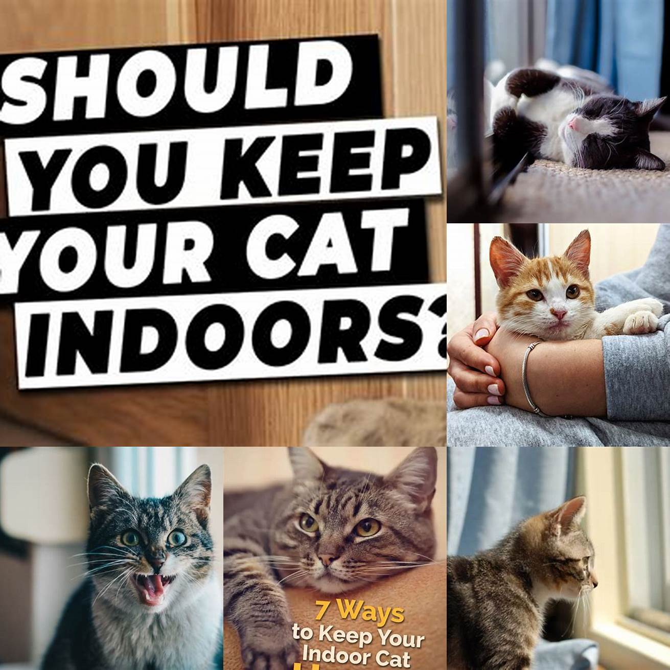 Keep your cat indoors If you live in an area with a high number of stray dogs consider keeping your cat indoors