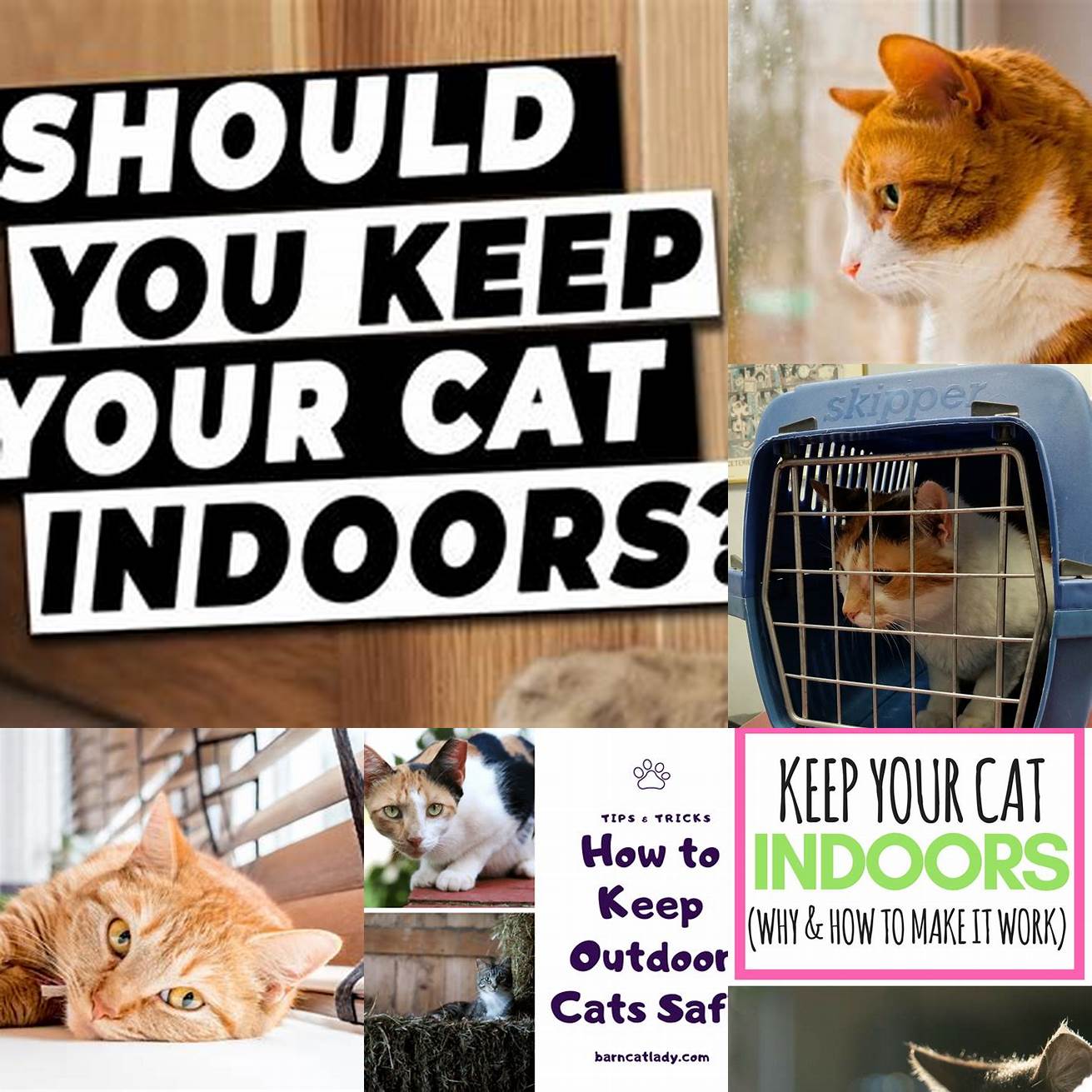 Keep your cat indoors Outdoor cats are more likely to come into contact with other cats and animals that may be carriers of mange mites