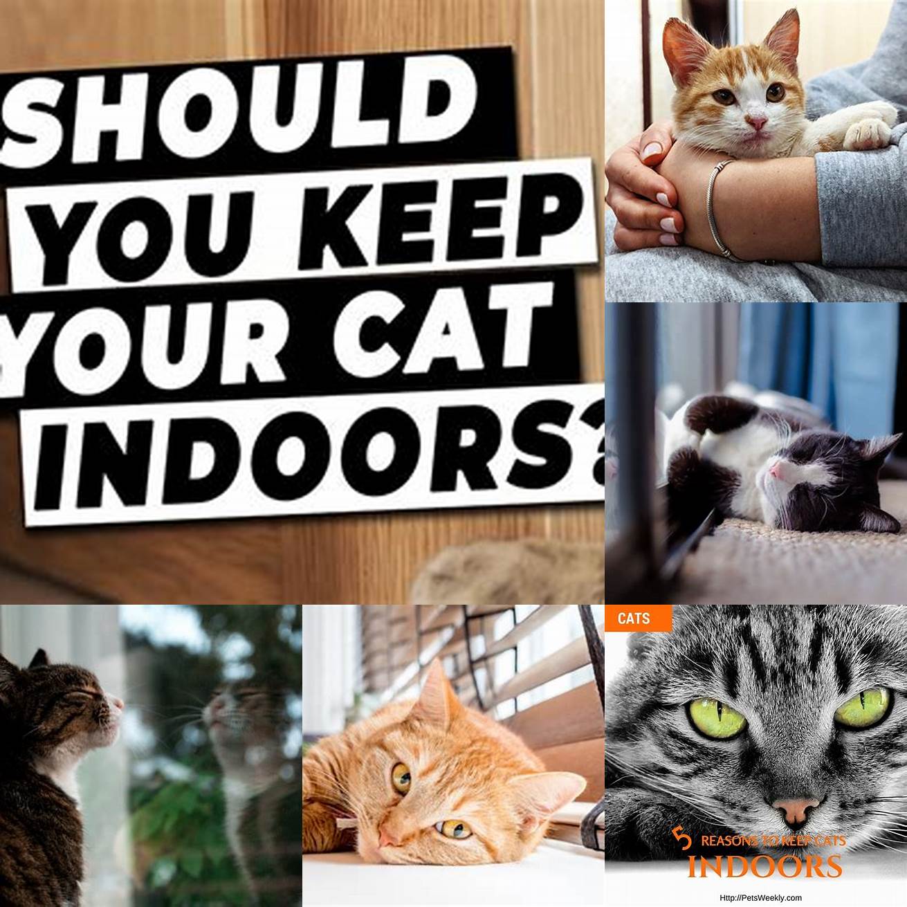 Keep your cat indoors as much as possible to limit exposure to other animals and humans