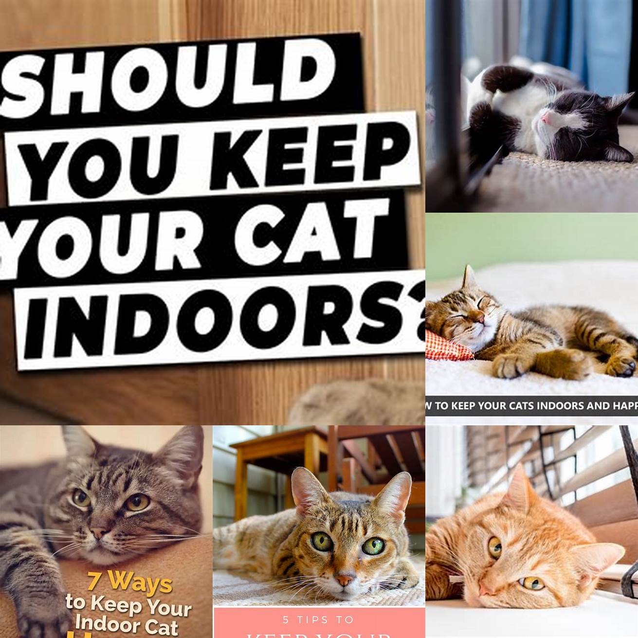 Keep your cat indoors as much as possible
