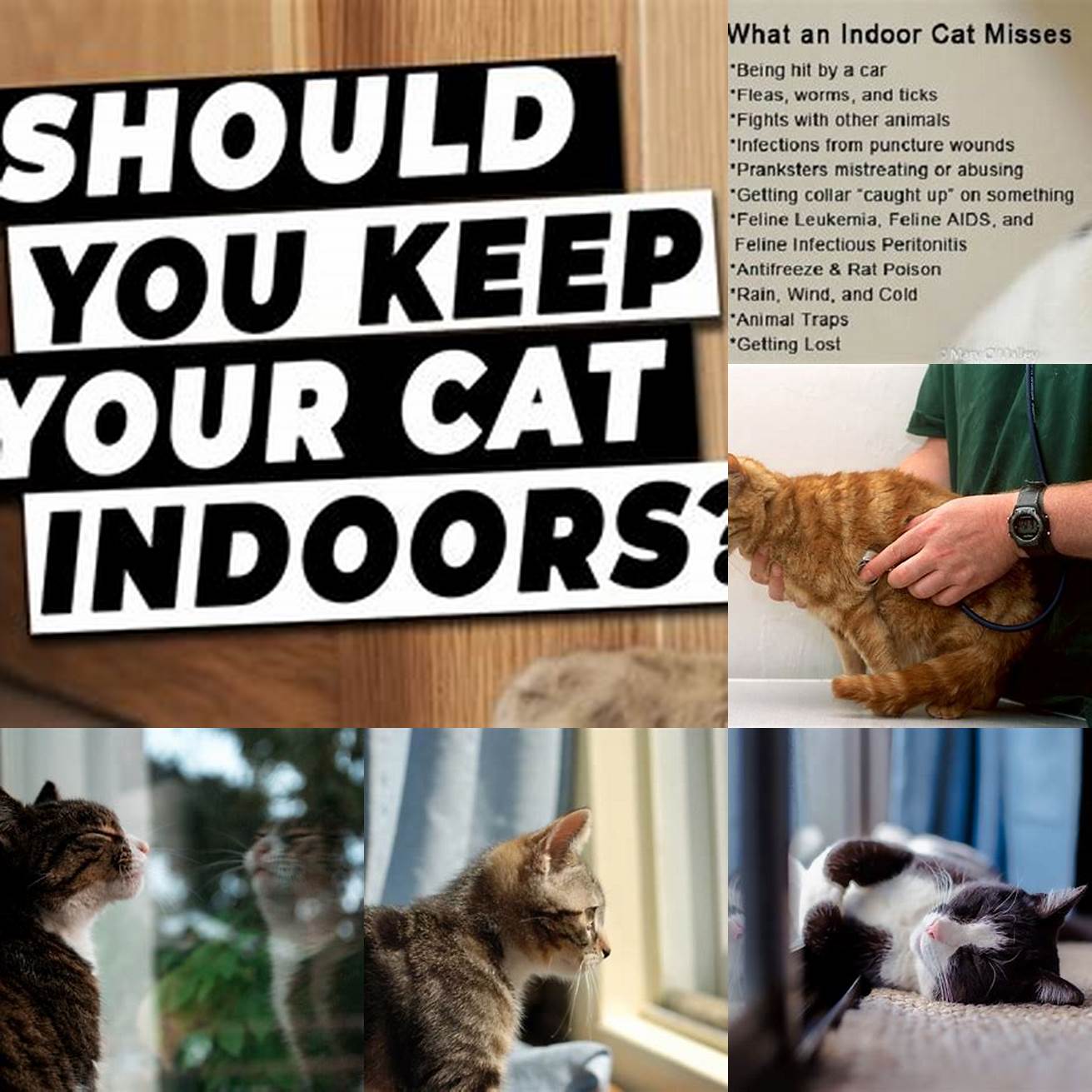 Keep your cat indoors to prevent exposure to diseases
