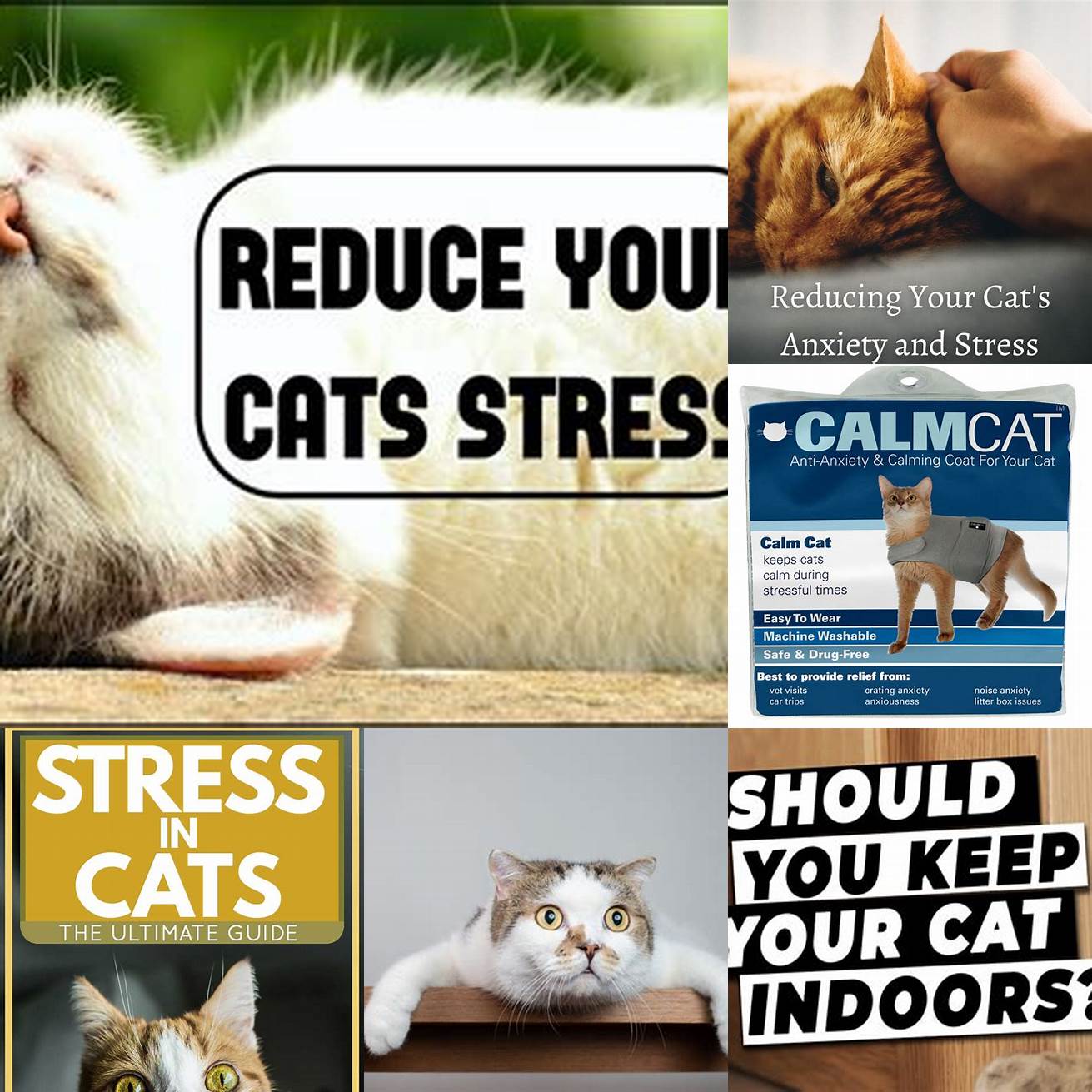 Keep your cat stress-free