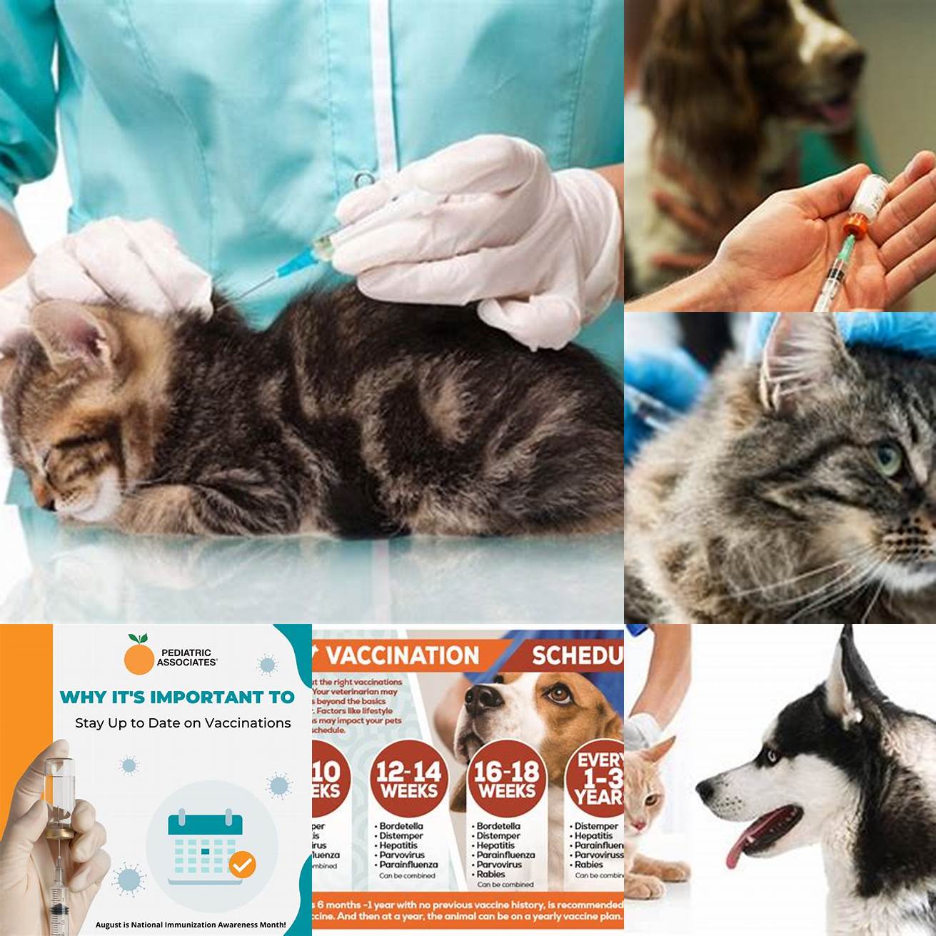 Keep your cat up-to-date on vaccinations